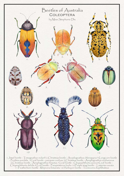 Beetles of Australia ~ Stephanie Dix