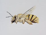 Favourite Bees of Australia