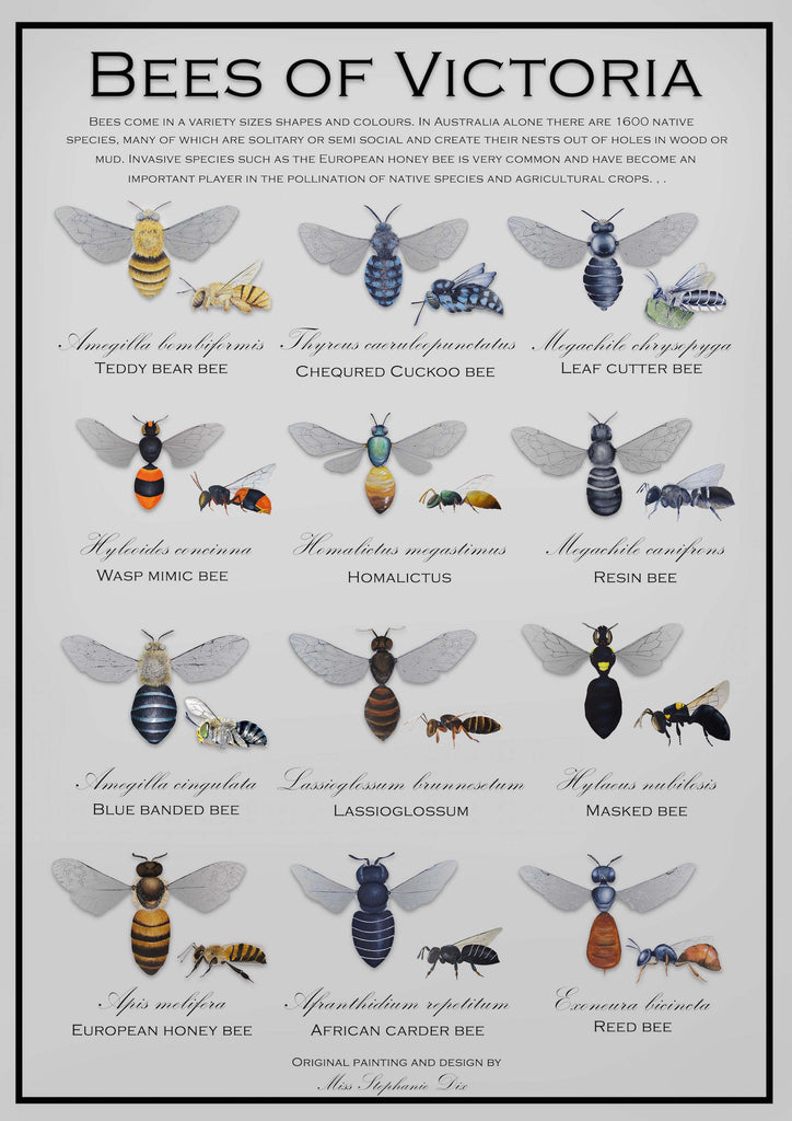 Bees of Victoria