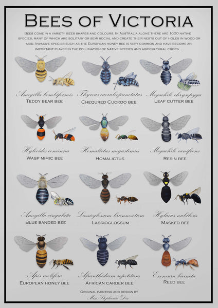 Bees of Victoria